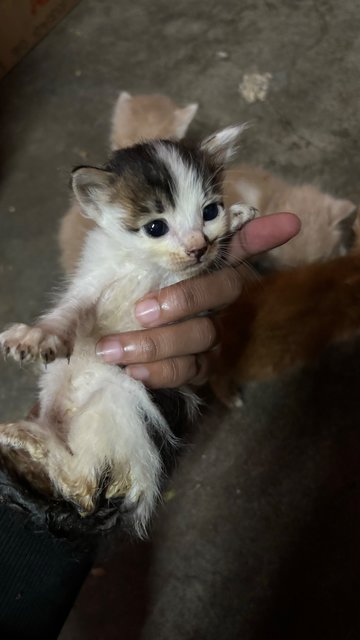 Nova, Zara, Ashie, Lucky - Domestic Medium Hair Cat