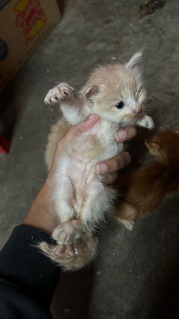 Nova, Zara, Ashie, Lucky - Domestic Medium Hair Cat