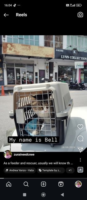 Bell - Domestic Medium Hair Cat