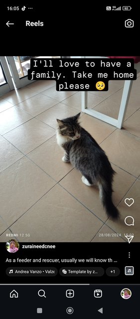 Bell - Domestic Medium Hair Cat