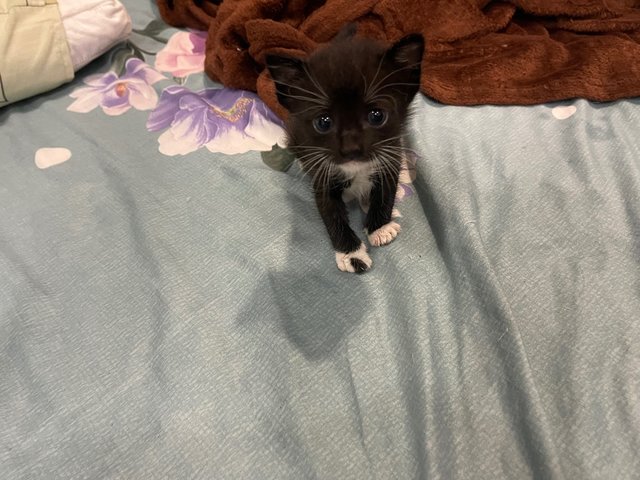 Pencil  - Domestic Medium Hair Cat