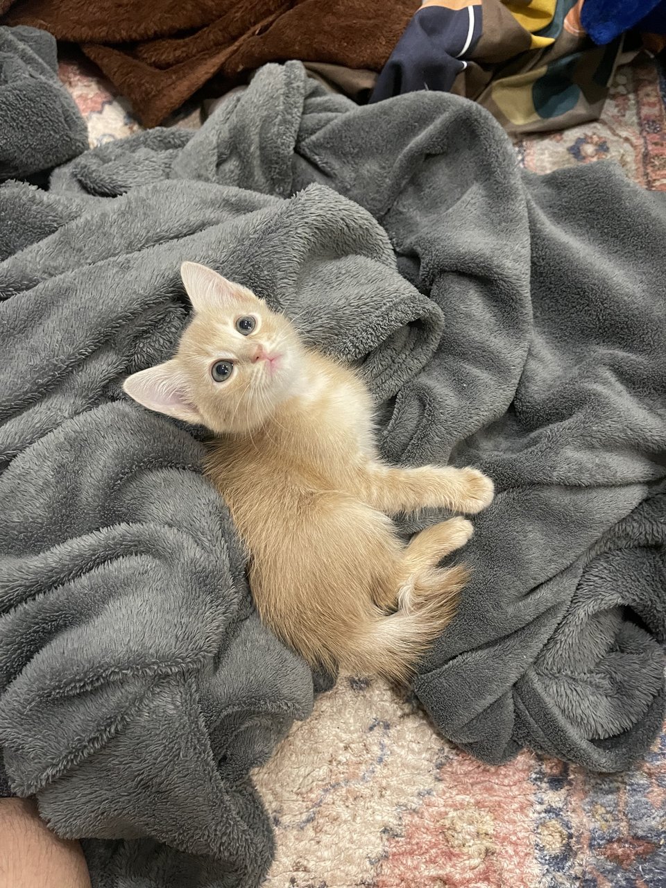 Creamy  - Domestic Medium Hair Cat