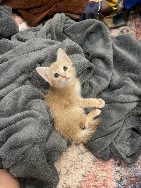 Creamy  - Domestic Medium Hair Cat