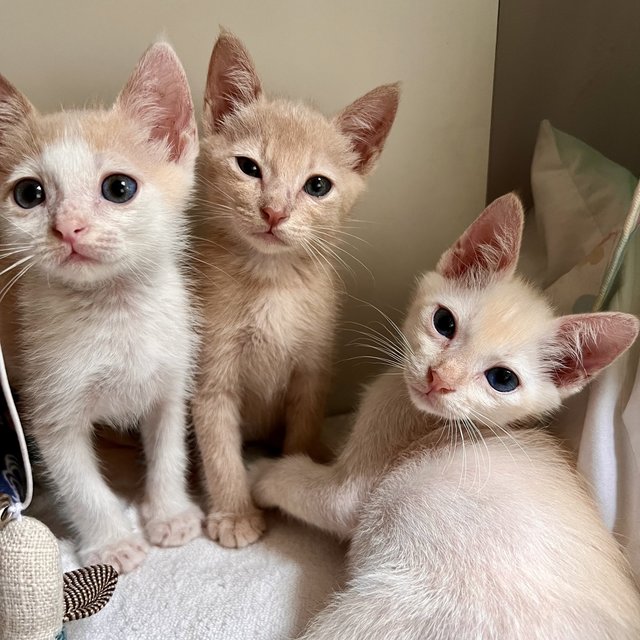 caught in the midst of a cat conference