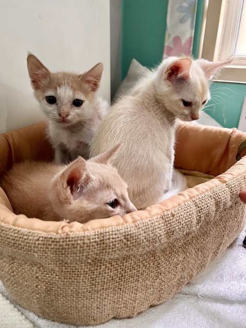 chilling out in their cat bed. cat bed will be provided to adopter.