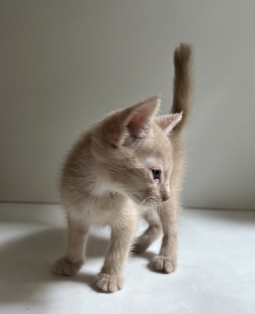 the smallest one is a male very talkative kitten, all brown toast coloured. 