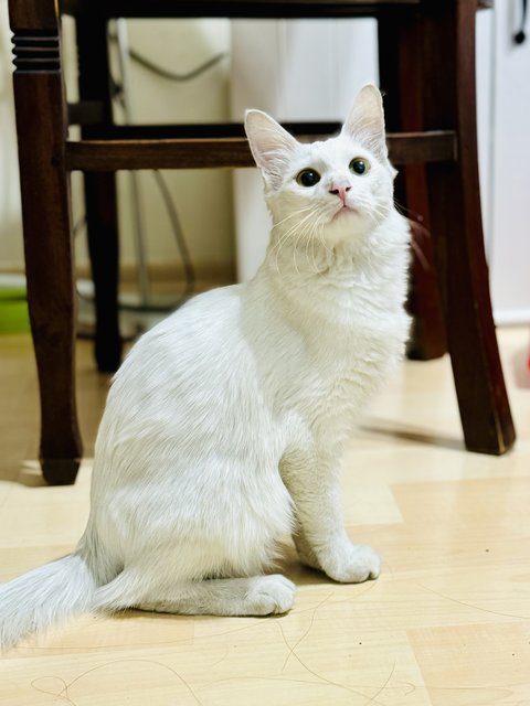 Xiaobai - Domestic Long Hair Cat