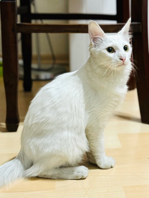 Xiaobai - Domestic Long Hair Cat