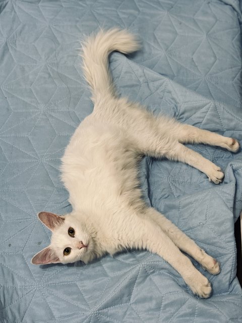 Xiaobai - Domestic Long Hair Cat