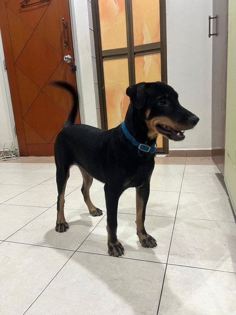 Sonny - Doberman Pinscher Mix Dog