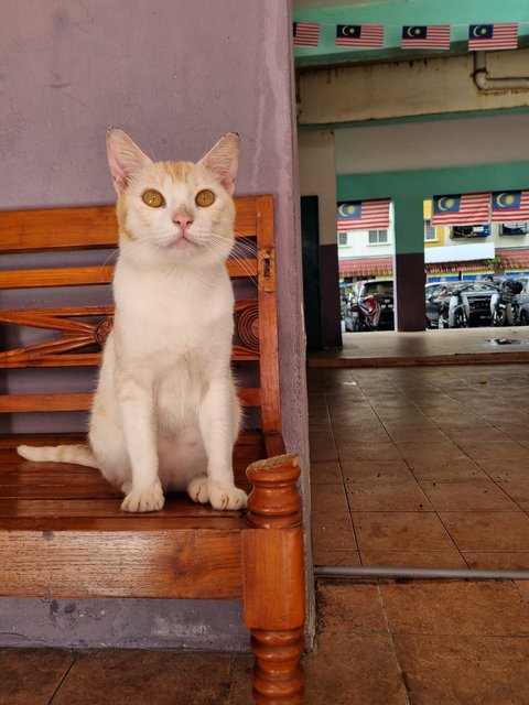 Jacob - Domestic Short Hair Cat