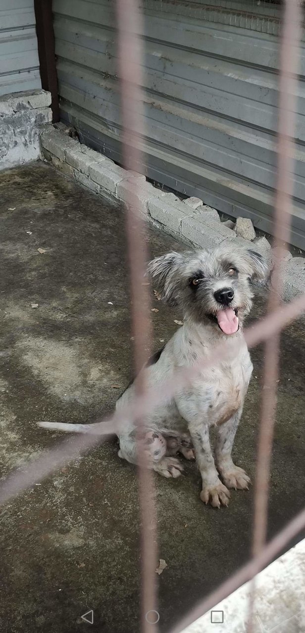 Max - Terrier + Poodle Dog