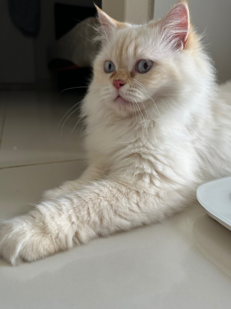 Putih (Inst:@koskaputih) - Domestic Long Hair Cat