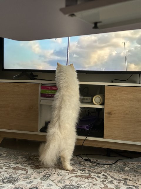 Putih (Inst:@koskaputih) - Domestic Long Hair Cat