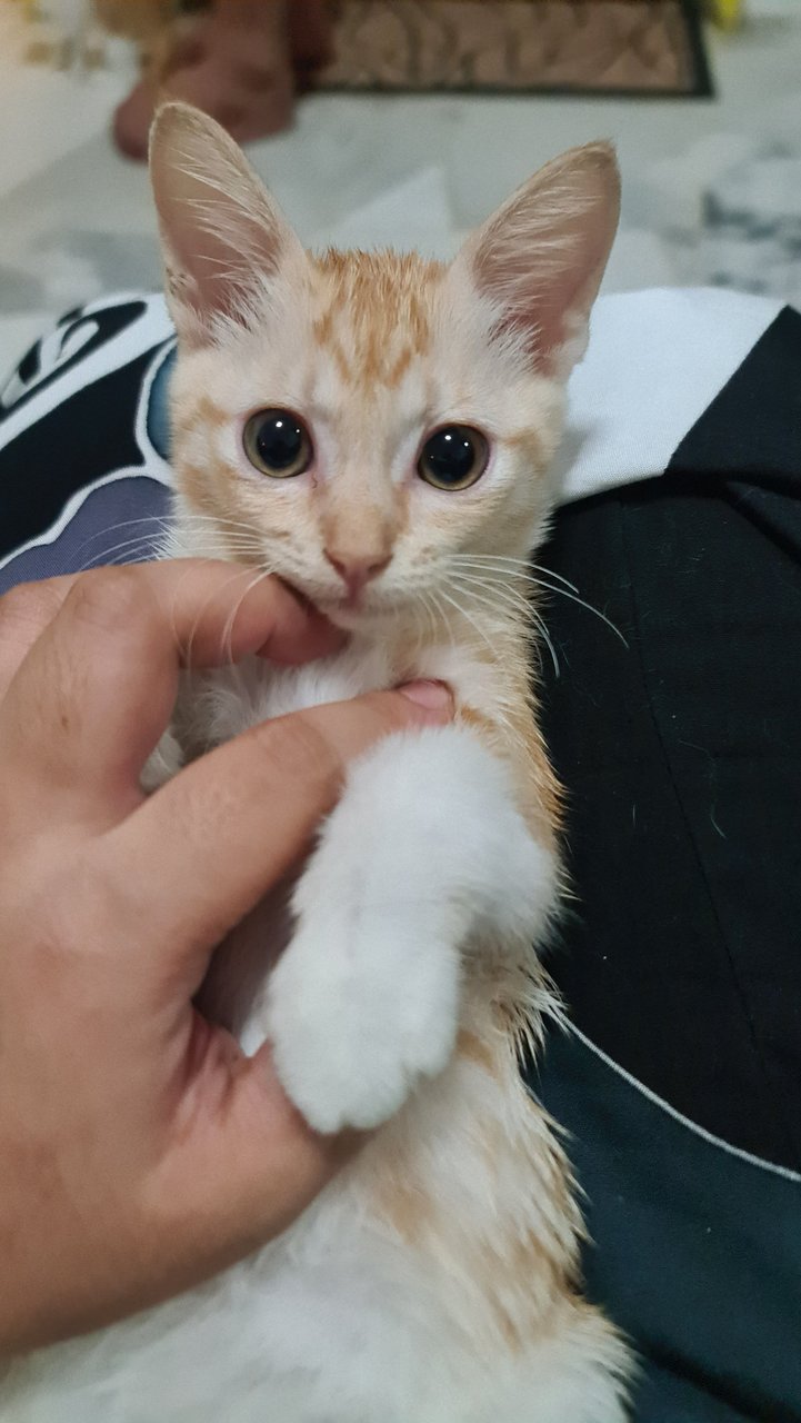 Oyen Susu  - Domestic Medium Hair Cat