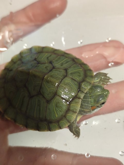 Lily - Turtle Reptile