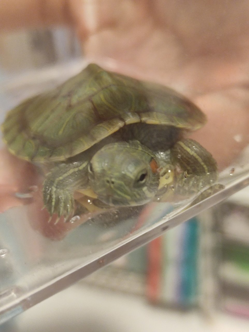 Lily - Turtle Reptile