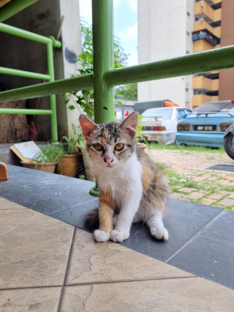 Mona - Calico Cat