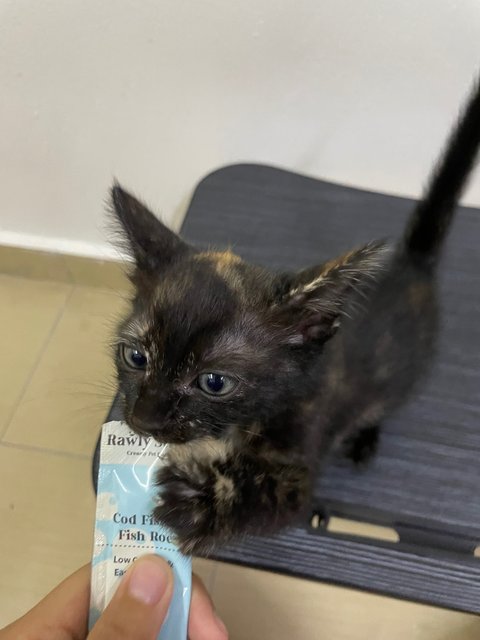 Mocha - Domestic Medium Hair Cat