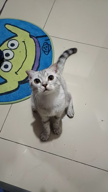 Caca - Scottish Fold + British Shorthair Cat