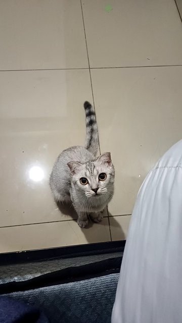 Caca - Scottish Fold + British Shorthair Cat