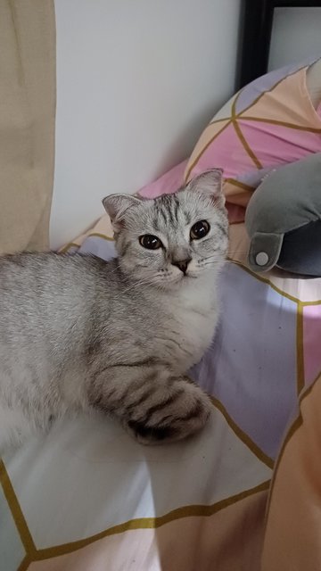 Caca - Scottish Fold + British Shorthair Cat