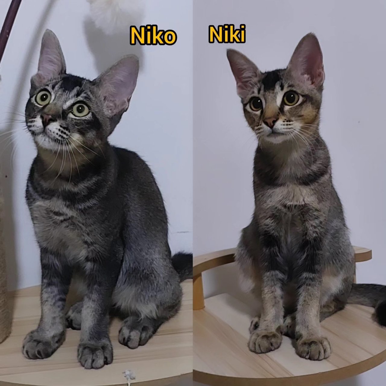 Niko &amp; Niki - Domestic Short Hair Cat