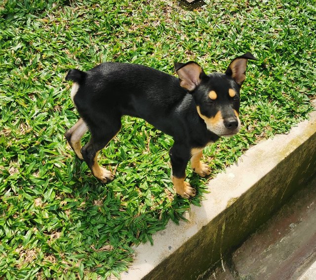 Cage  - Mixed Breed Dog