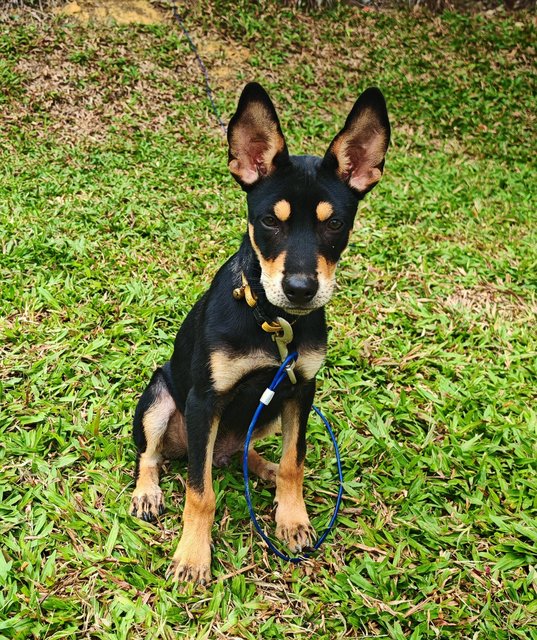 Cage  - Mixed Breed Dog