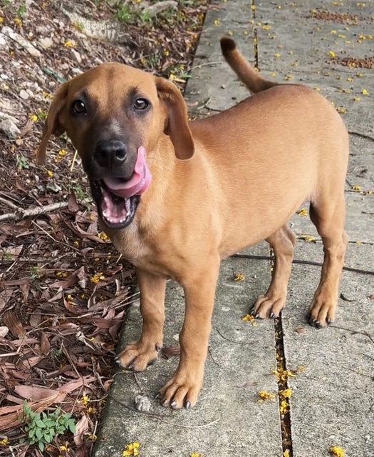 Poppy - Mixed Breed Dog