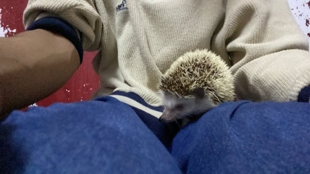 Nana - Hedgehog Small & Furry