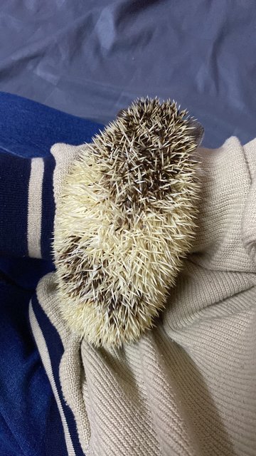 Nana - Hedgehog Small & Furry