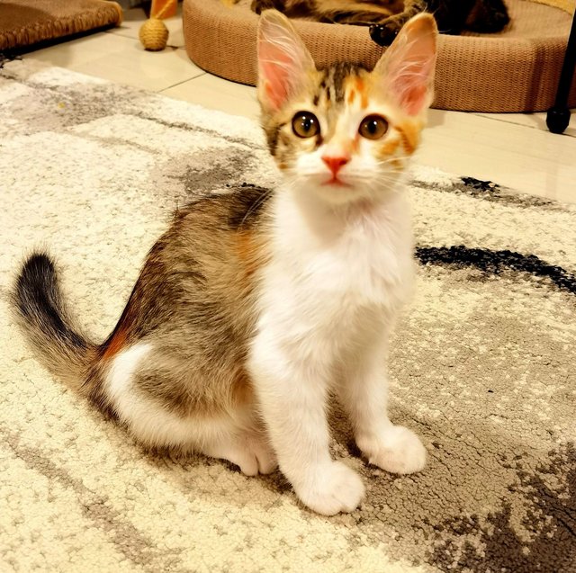 Venus  - Domestic Medium Hair Cat