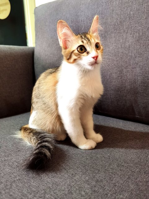 Venus  - Domestic Medium Hair Cat