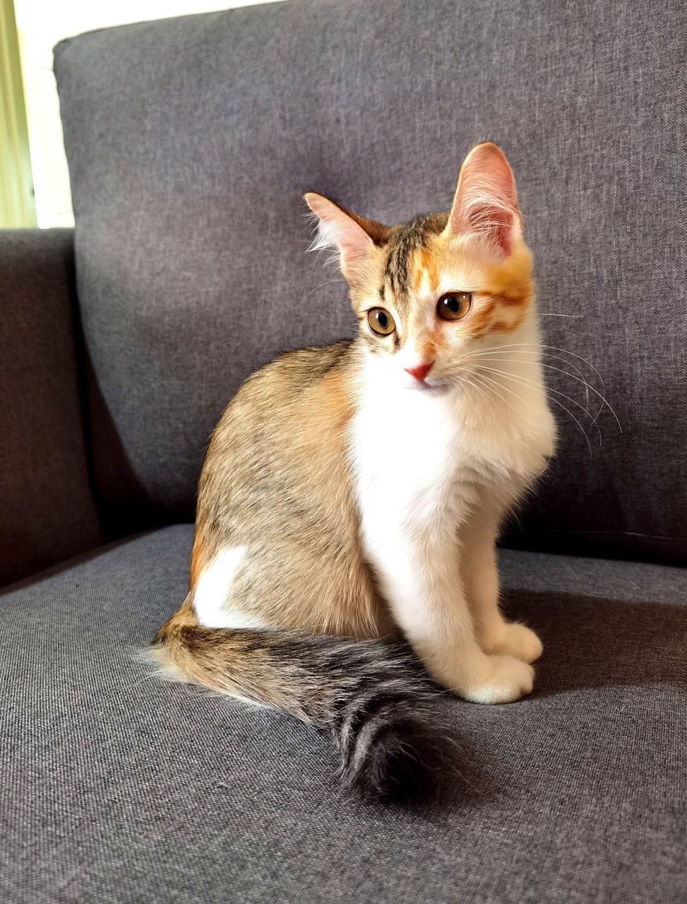 Venus  - Domestic Medium Hair Cat