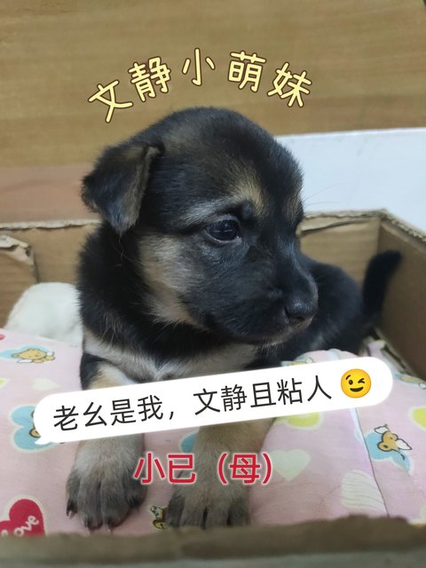 小甲，小乙，小己 - Mixed Breed Dog