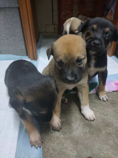 小甲，小乙，小己 - Mixed Breed Dog