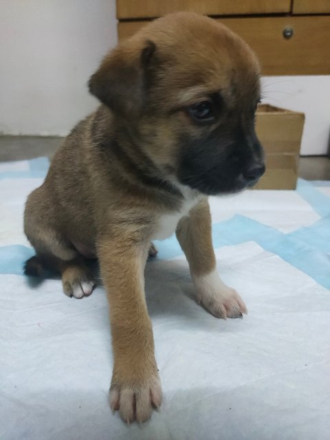 小甲，小乙，小己 - Mixed Breed Dog