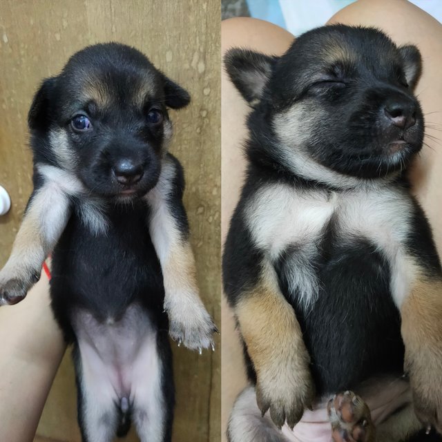 小甲，小乙，小己 - Mixed Breed Dog