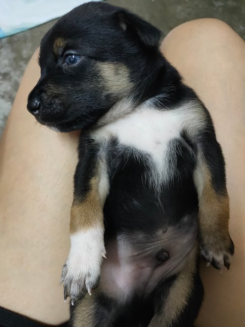 小甲，小乙，小己 - Mixed Breed Dog