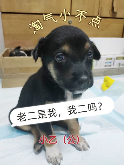 小甲，小乙，小己 - Mixed Breed Dog