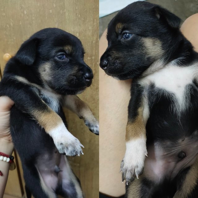 小甲，小乙，小己 - Mixed Breed Dog