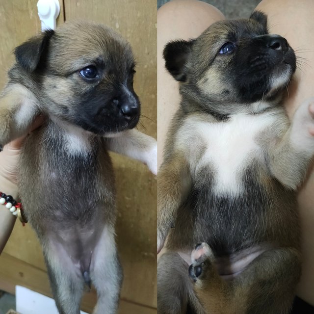 小甲，小乙，小己 - Mixed Breed Dog