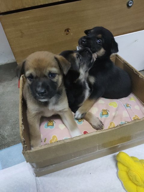 小甲，小乙，小己 - Mixed Breed Dog