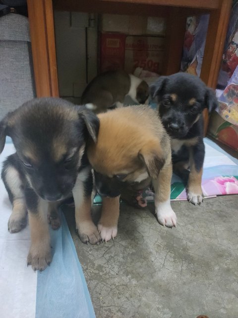 小甲，小乙，小己 - Mixed Breed Dog