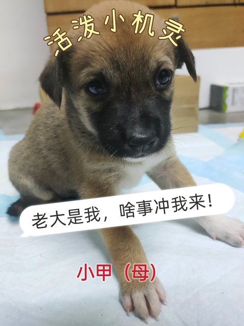 小甲，小乙，小己 - Mixed Breed Dog