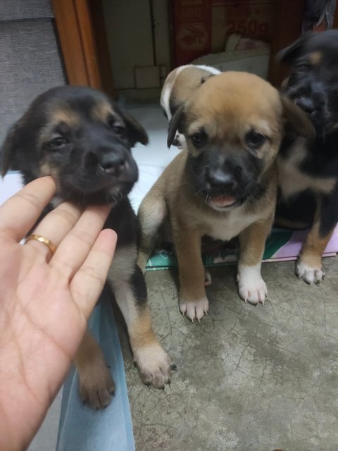 小甲，小乙，小己 - Mixed Breed Dog