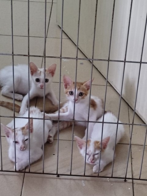 4 Young Kittens - Domestic Short Hair Cat