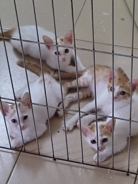 4 Young Kittens - Domestic Short Hair Cat