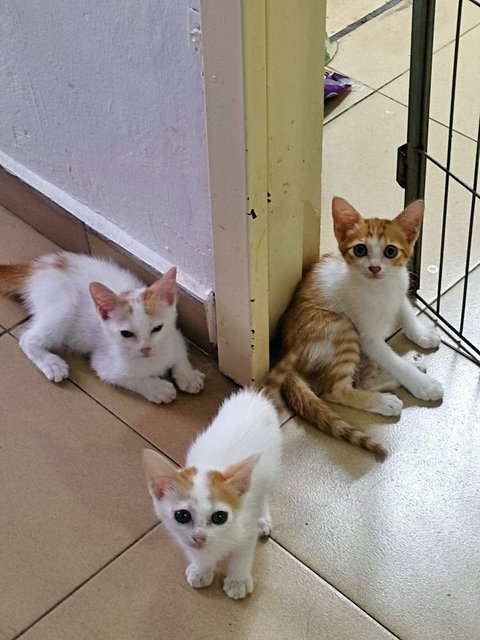 4 Young Kittens - Domestic Short Hair Cat